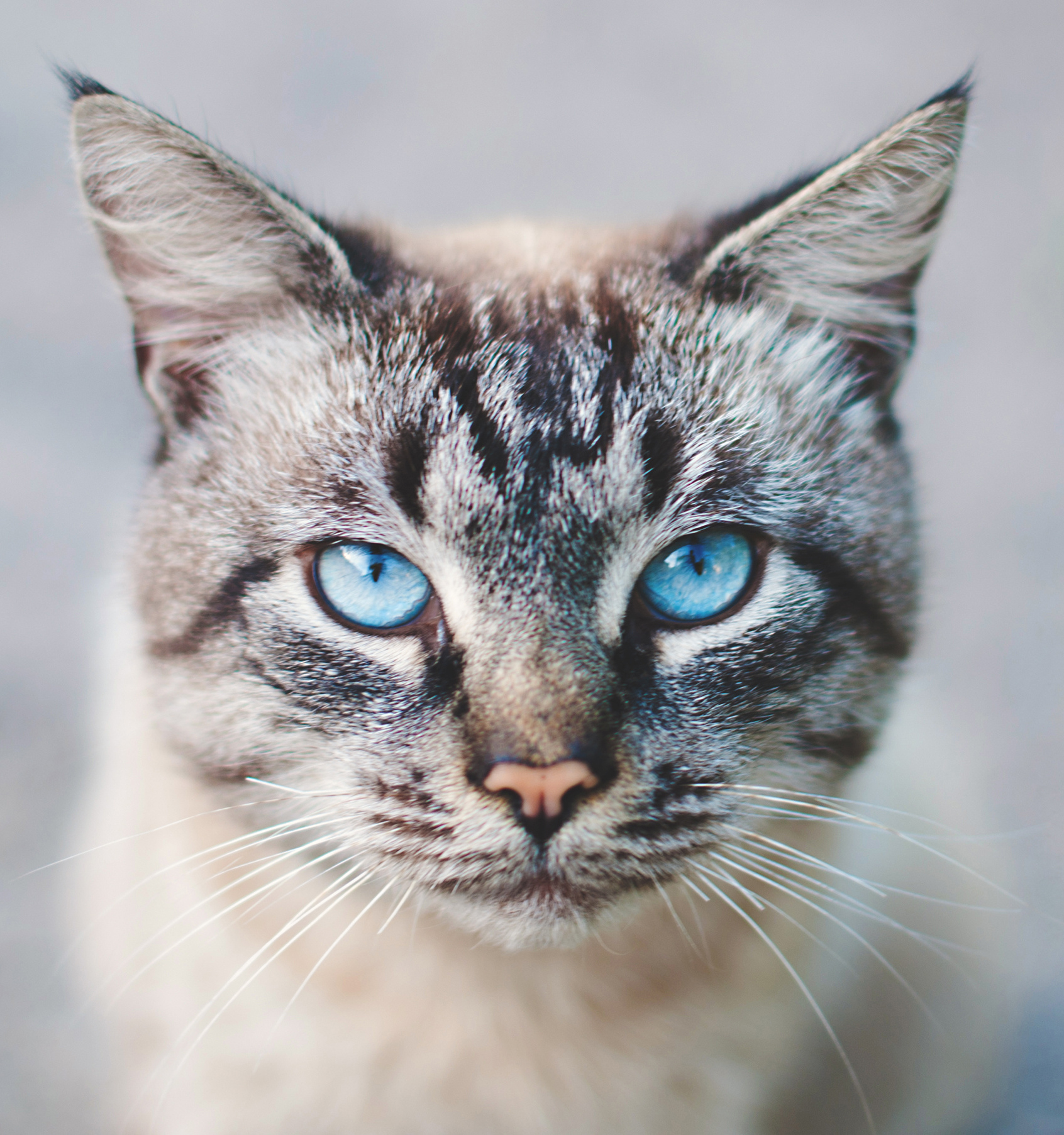 katze